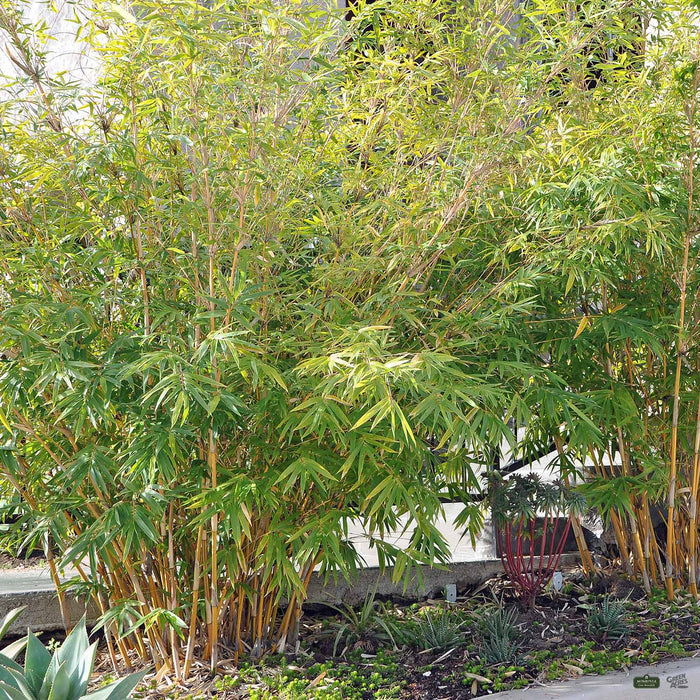 Alphonse Karr Bamboo