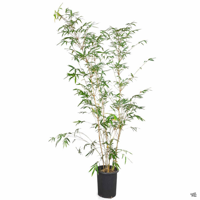 Alphonse Karr Bamboo 5 gallon