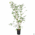 Alphonse Karr Bamboo 5 gallon