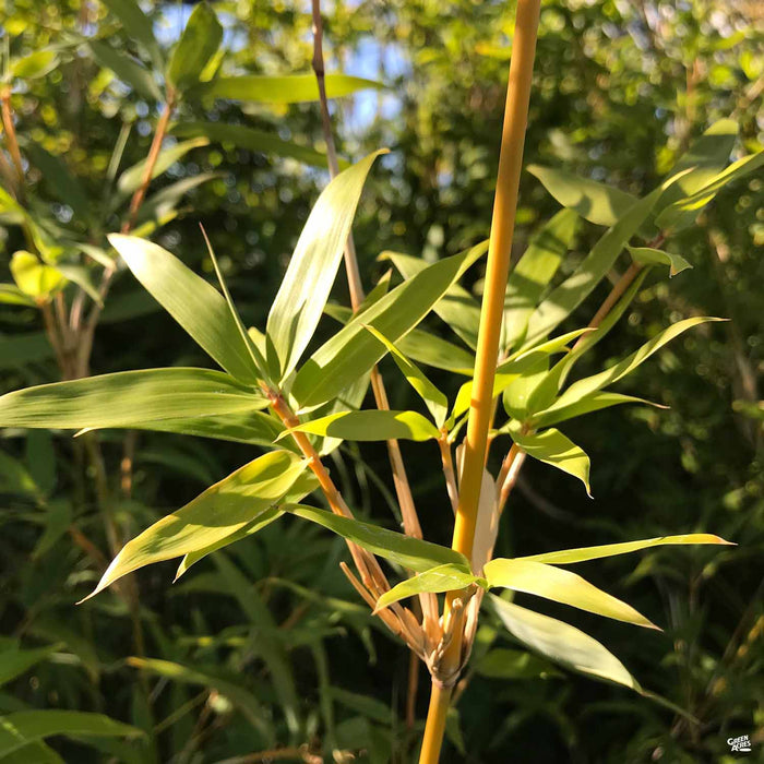 Bamboo Golden Goddess