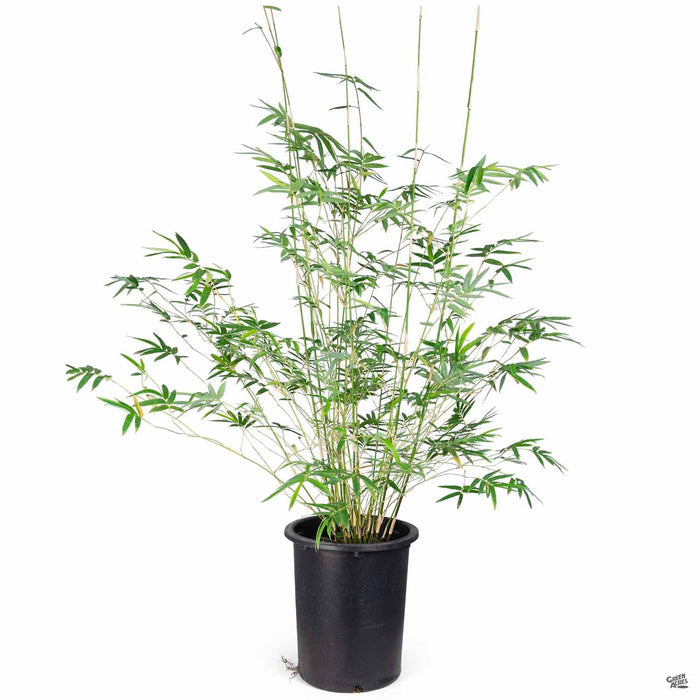 Bamboo Golden Goddess 5 gallon