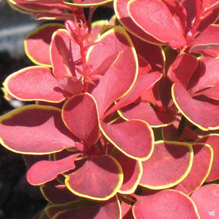 Barberry 'Admiration'