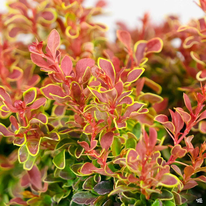 Barberry 'Admiration'