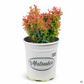 Barberry 'Admiration' 2 gallon