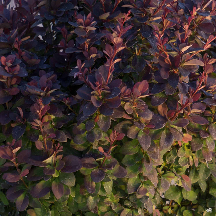 'Concorde' Berberis