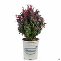 'Concorde' Berberis 1 gallon Matsuda's