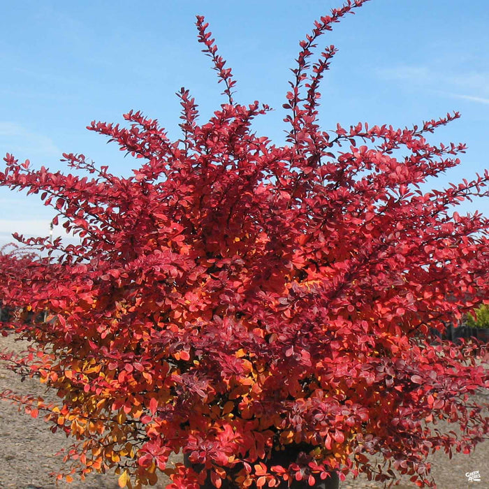 Barberry 'Crimson Pygmy' fall color