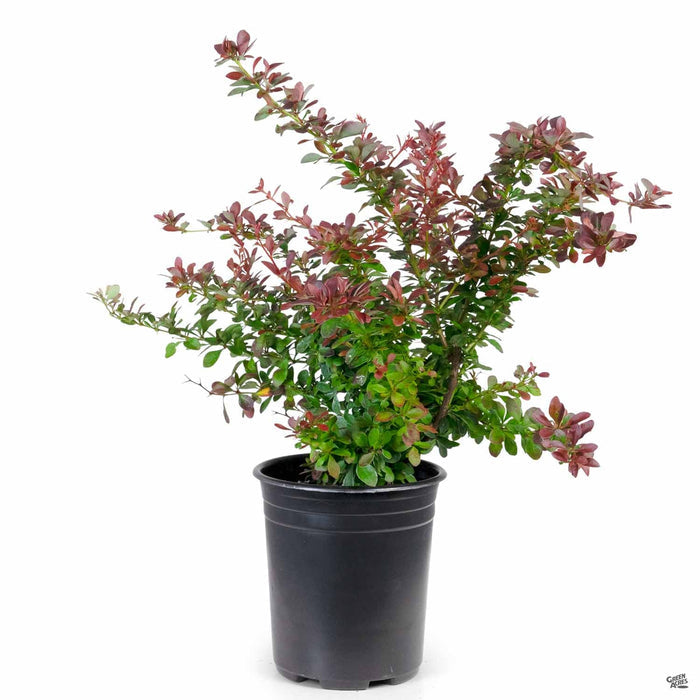 Barberry 'Crimson Pygmy' 1 gallon
