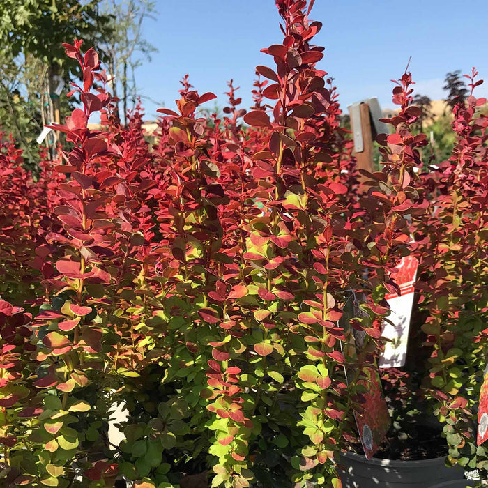'Orange Rocket' Berberis