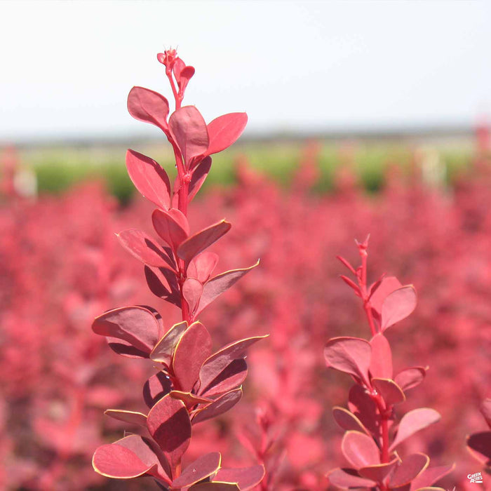 'Orange Rocket' Berberis