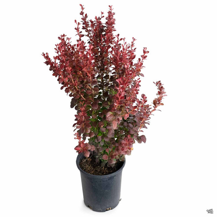 'Orange Rocket' Berberis 1 gallon