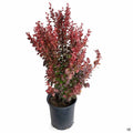 'Orange Rocket' Berberis 1 gallon