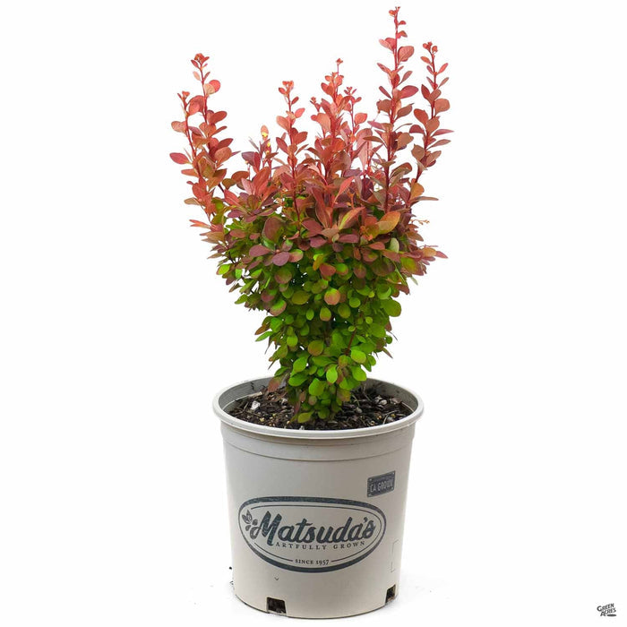 'Orange Rocket' Berberis 2 gallon Matsudas