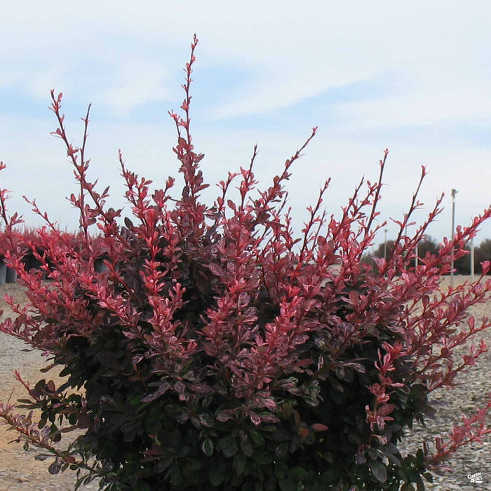 'Rose Glow' Barberry