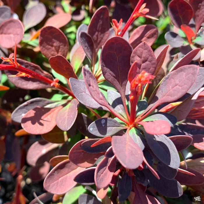 'Rose Glow' Barberry