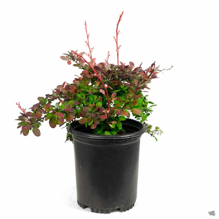 Barberry 'Rose Glow' 1 gallon