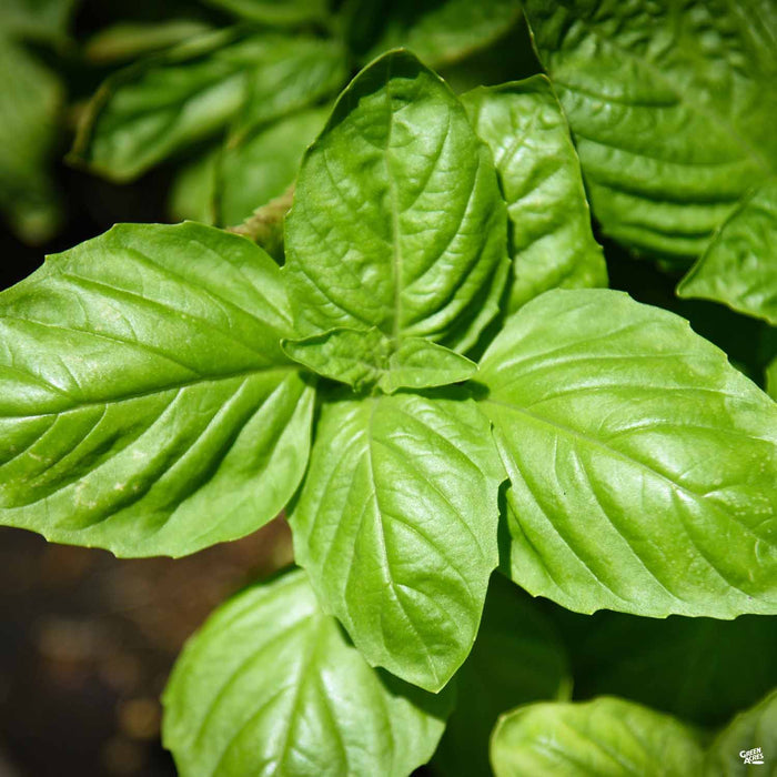 Basil Italian Large Leaf