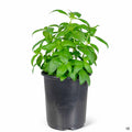 Basil 1 gallon