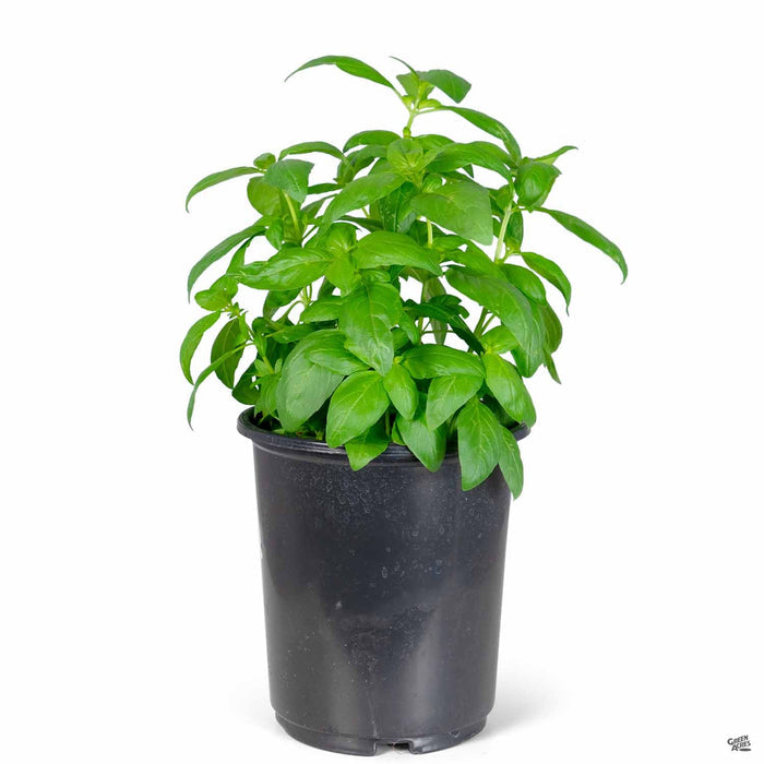Basil 1 gallon