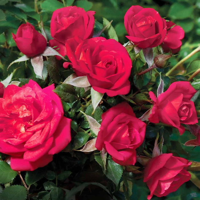 Be My Baby Miniature Rose