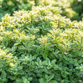 Beach Ball Pittosporum