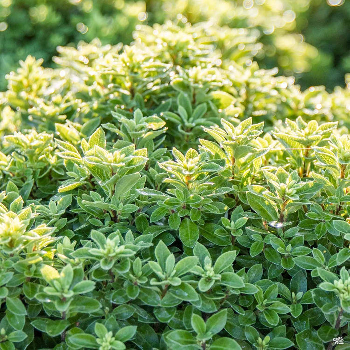 Beach Ball Pittosporum