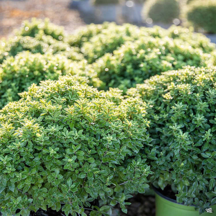 Beach Ball Pittosporum