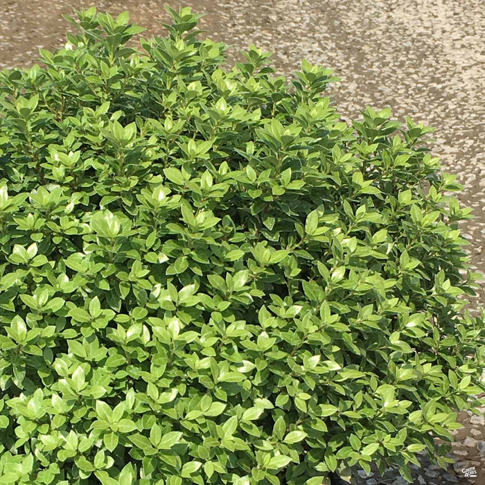 Beach Ball Pittosporum