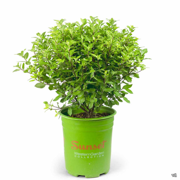 Beach Ball Pittosporum 01T