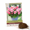 Double Begonias Bouton De Rose