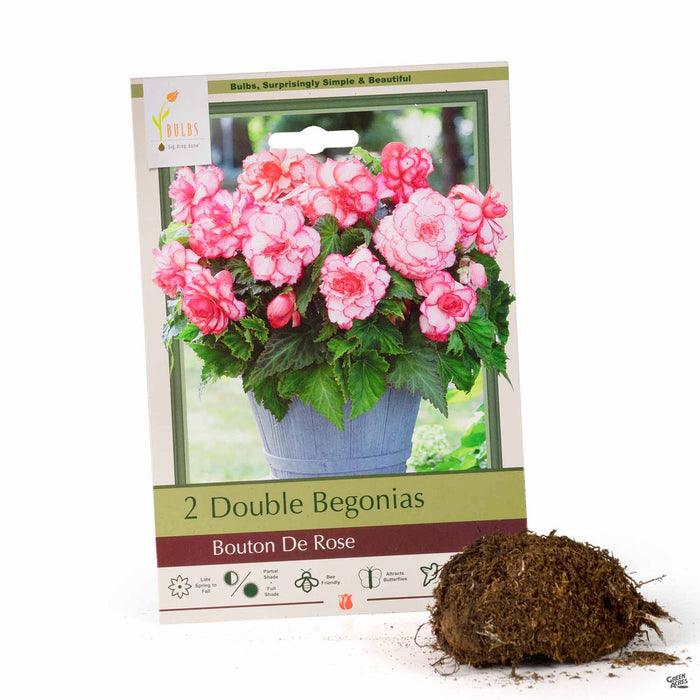 Double Begonias Bouton De Rose