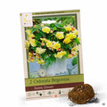 Odorata Begonias Sunny Dream 2-pack