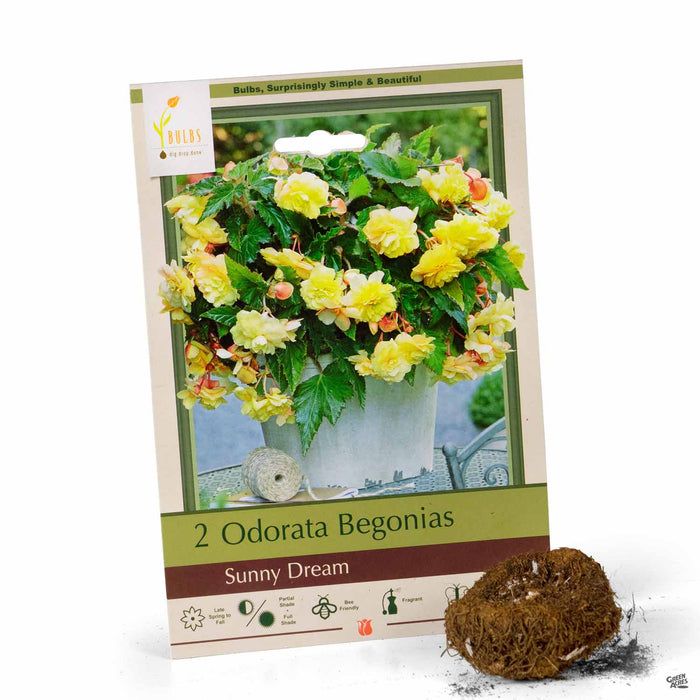 Odorata Begonias Sunny Dream 2-pack