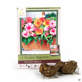 Picotee Bigonias Bi-Color Mixture 4-Pack