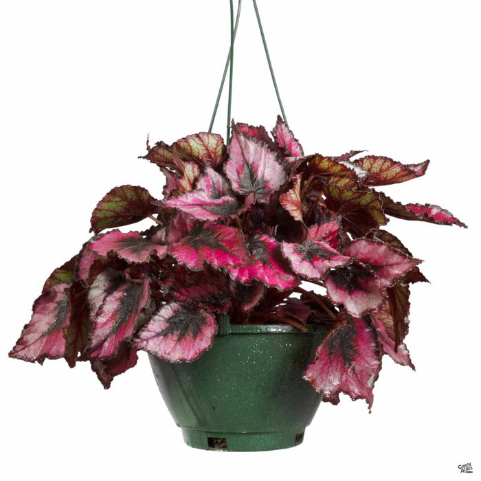 Begonia rex 'Black Tie' 8 inch Hanging Basket