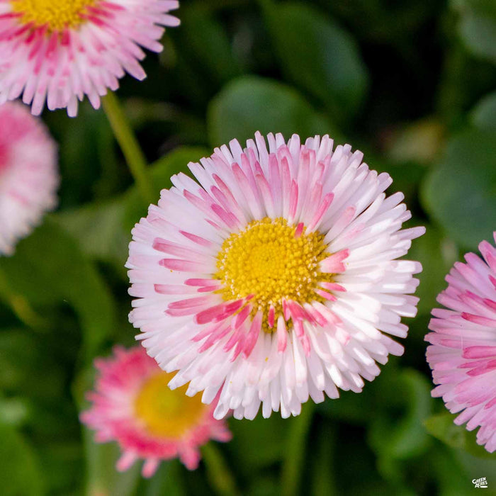 Bellis Light Pink