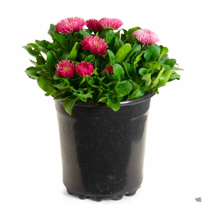 Bellis Bam Bam 1 gallon