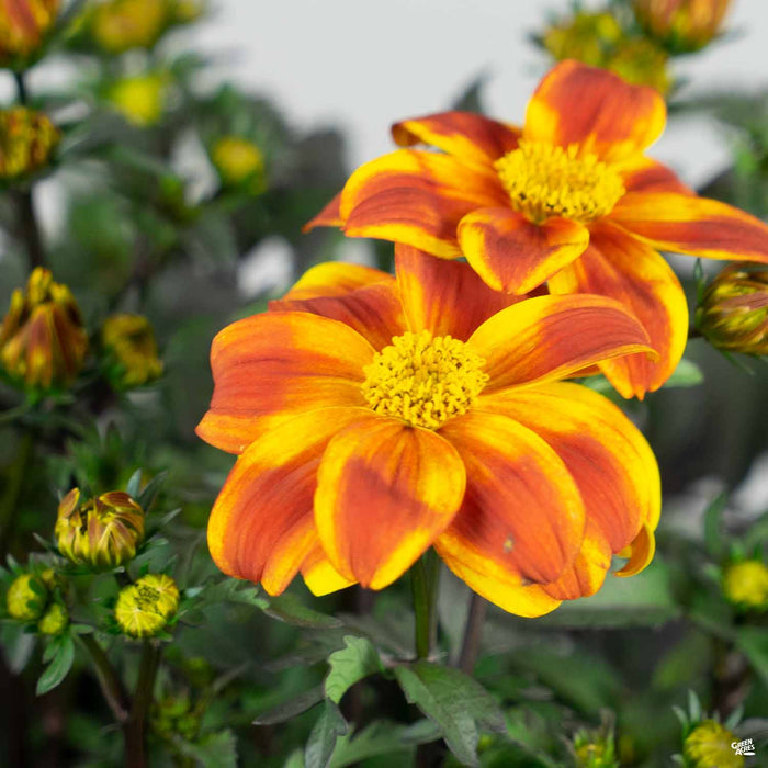 Bidens Bee Bold