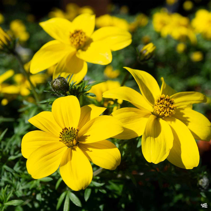 Bidens 'Sun Drop'