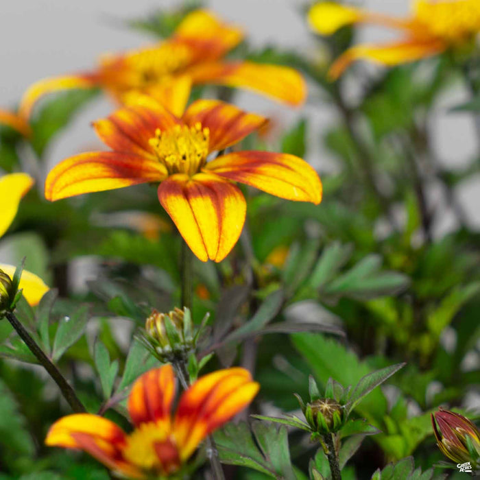 Bidens 'Bee Alive'