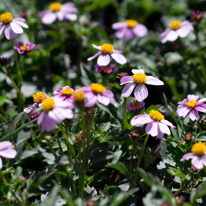 Bidens 'Pretty in Pink'