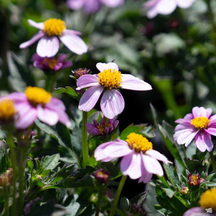 Bidens 'Pretty in Pink'