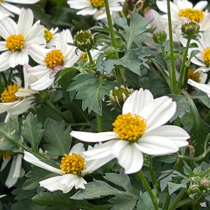 Bidens 'White Delight'