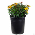 Biden's Bee Alive 1 gallon