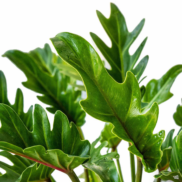 Big Leaf Philodendron