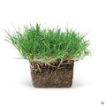 Bethel Farms Sod Pods Bermuda Grass Single Pod