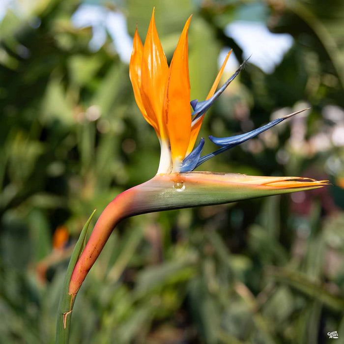 Bird of Paradise
