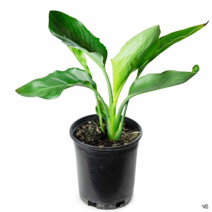 Bird of Paradise 1 gallon