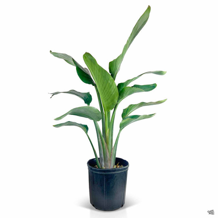 Bird of Paradise 10 inch