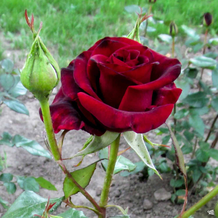 Black Baccara Rose